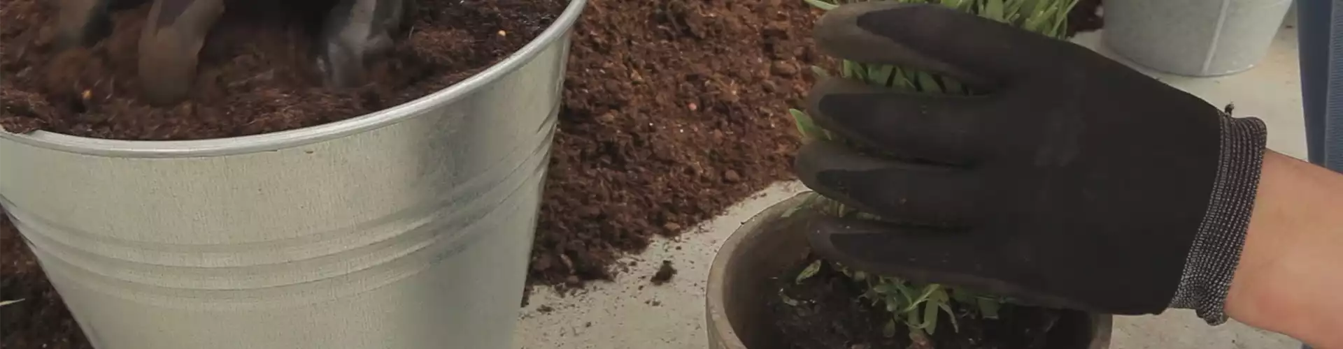 Lavendel - Einpflanzen in ein Gefäß (thumbnail)