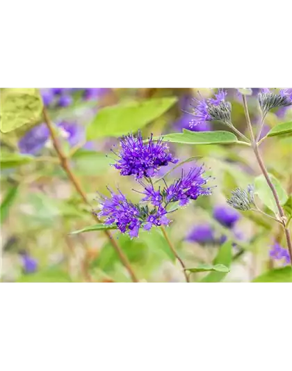 BARTBLUME