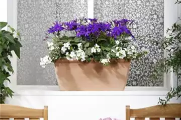 WINTERHARTE PFLANZEN FüR DEN BALKON