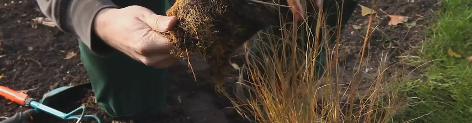 Gräser - Einpflanzen im Garten (thumbnail)