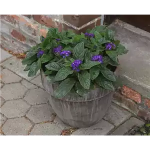 VANILLEBLUME - EINPFLANZEN IN EIN GEFäSS