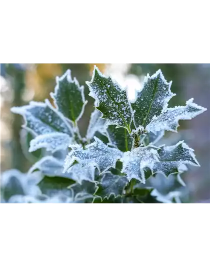 Pflanze des Monats Dezember: Stechpalme