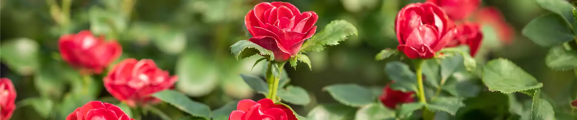 Rosa, rot