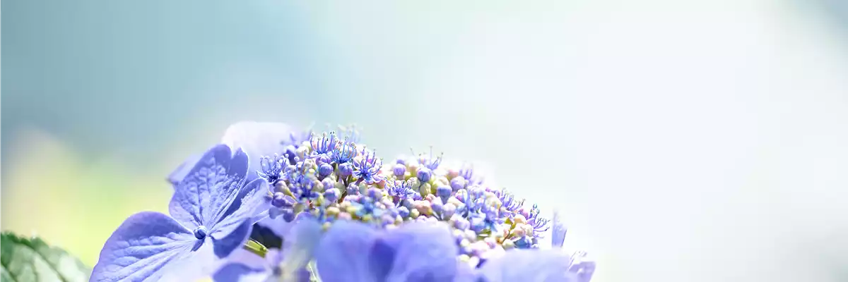 Pflanze des Monats Juli: Hortensie