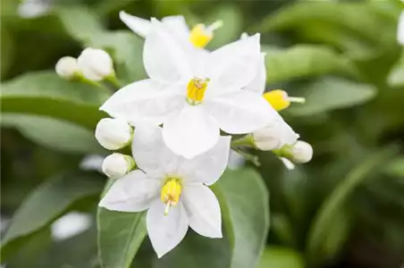DER SOMMERJASMIN!
