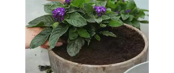 VANILLEBLUME - EINPFLANZEN IN EIN GEFäSS