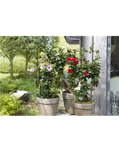 PFLANZE DES MONATS APRIL: DIPLADENIE