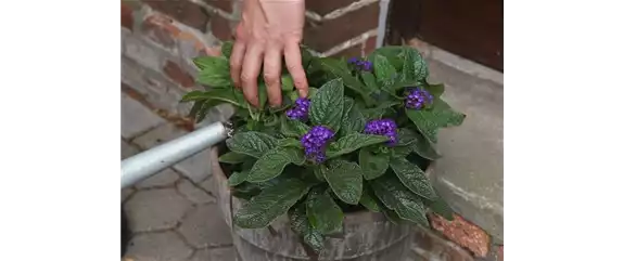 VANILLEBLUME - EINPFLANZEN IN EIN GEFäSS