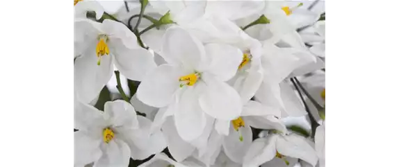 DER SOMMERJASMIN!