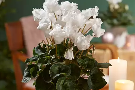 WIR KÖNNEN WEIHNACHTEN!