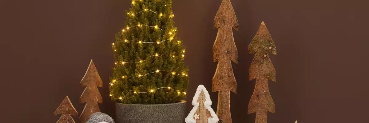 Picea glauca 'Conica'